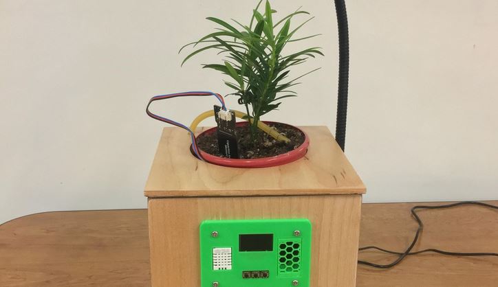 self watering plant